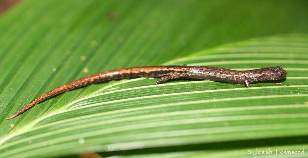 Santa Barbara Moss Salamander