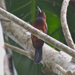 Icterus bonana