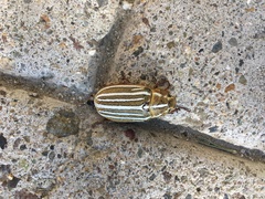 Polyphylla decemlineata