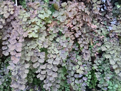 Foto de Avenca