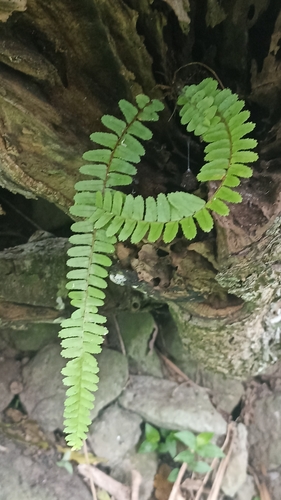 Foto de Samambaia