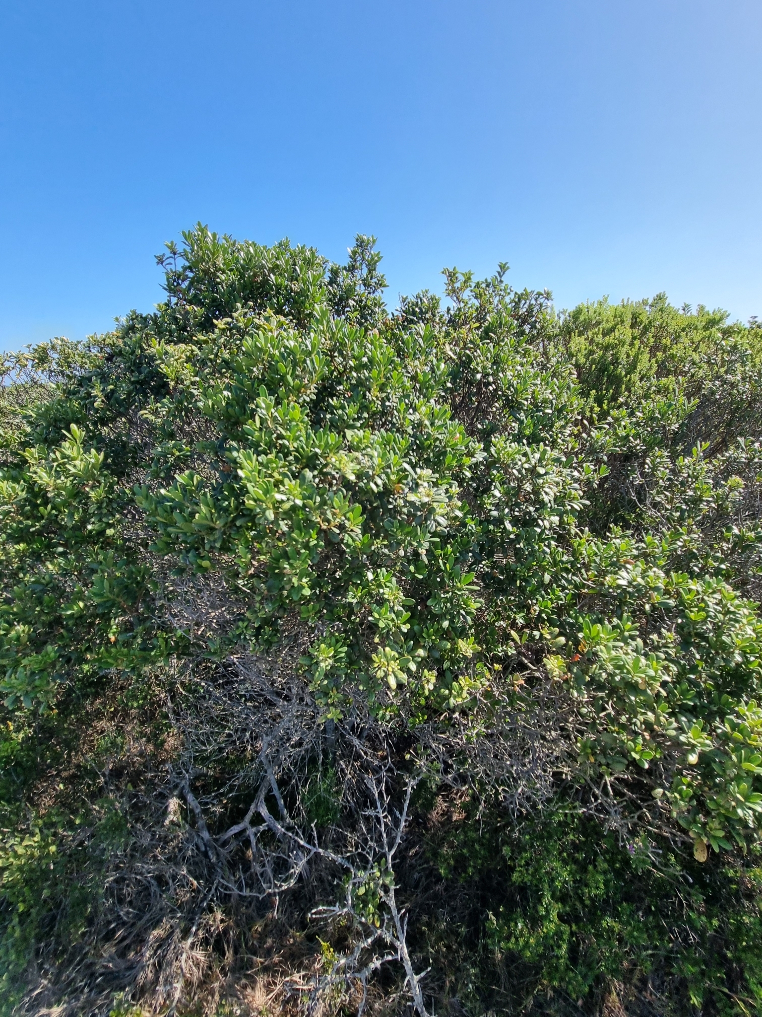 Imagem de Caqui-preto