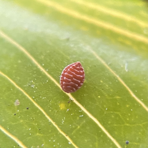 Foto de Trevo-de-quatro-folhas