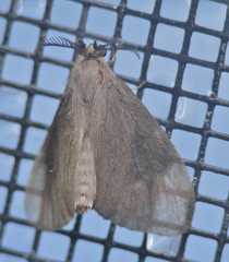 Cryptothelea gloverii