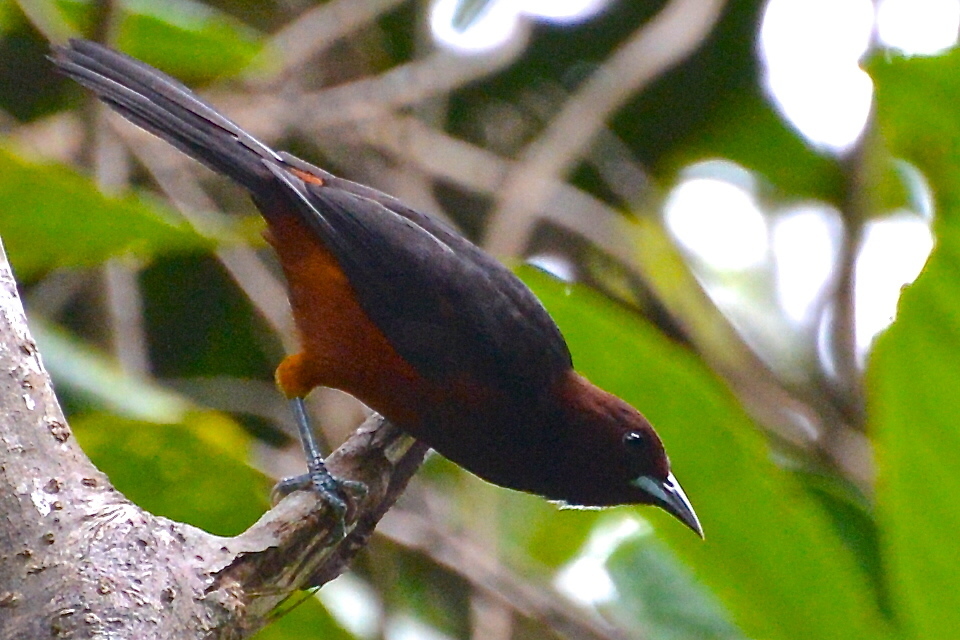 Martinique Oriole (Icterus bonana) photo