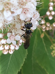 Philanthus bilunatus