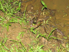 Leptodeira ashmeadii