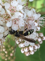Philanthus bilunatus
