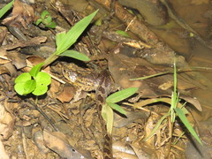 Leptodeira ashmeadii