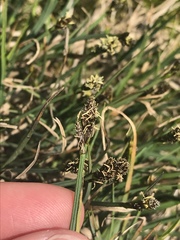 Carex lachenalii