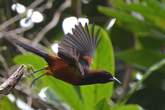 Icterus bonana