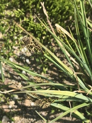 Carex lachenalii
