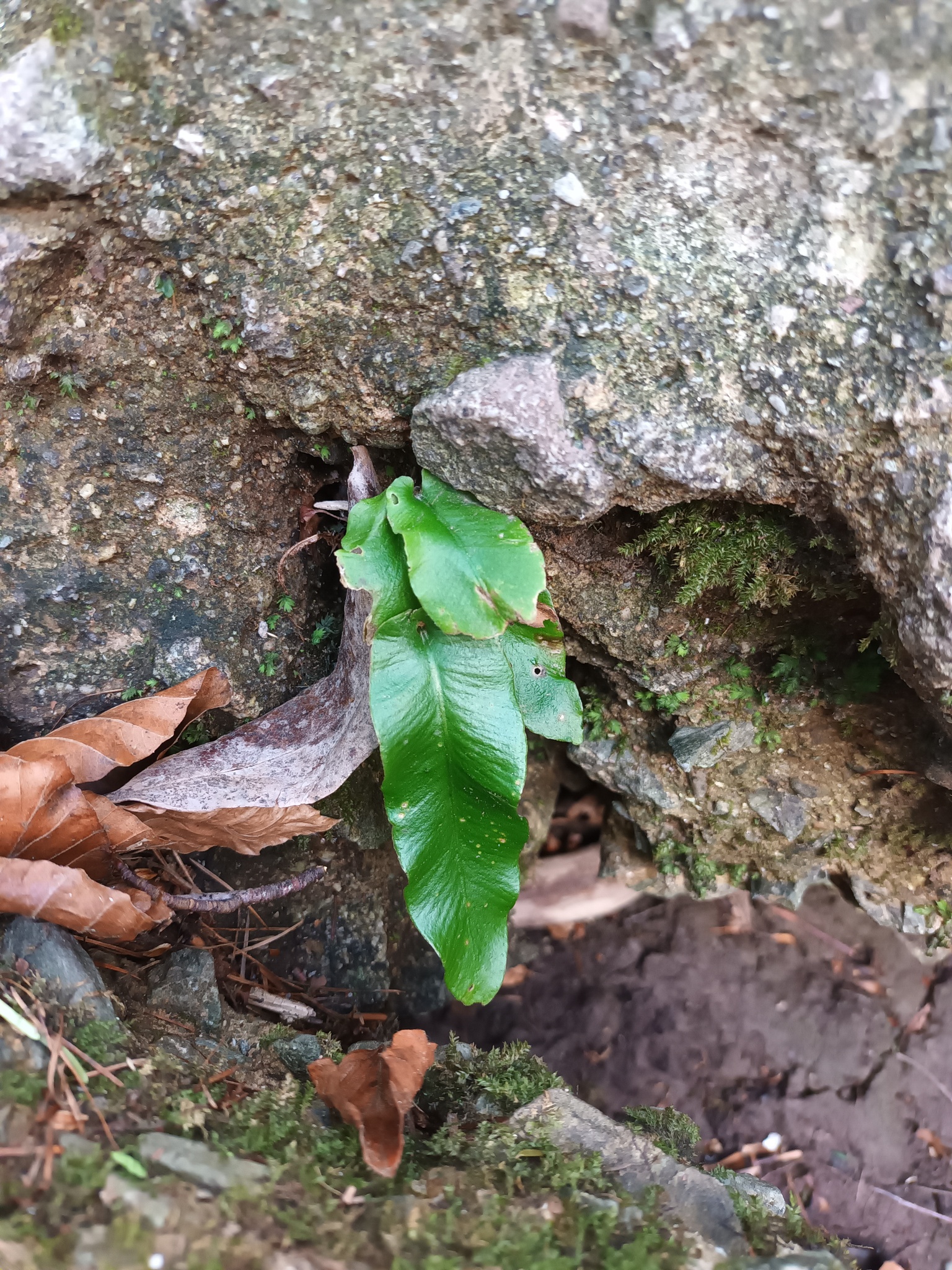 Imagem de Língua-de-veado