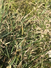 Carex lachenalii