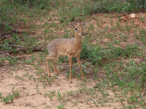 Damara Dik-dik