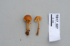 Phaeomarasmius proximans