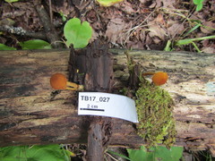 Phaeomarasmius proximans