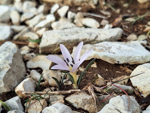Colchicum hungaricum