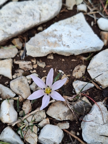 Colchicum hungaricum