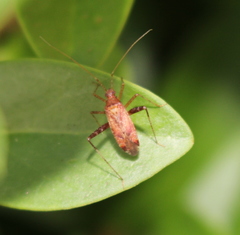 Phytocoris ulmi