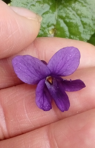 Foto de Violeta
