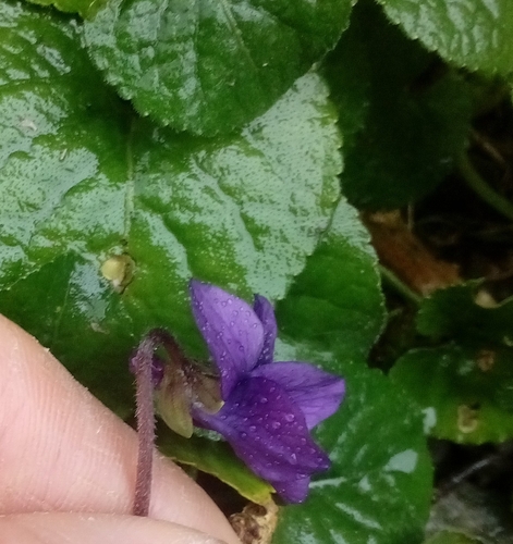 Foto de Violeta