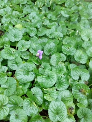 Foto de Violeta