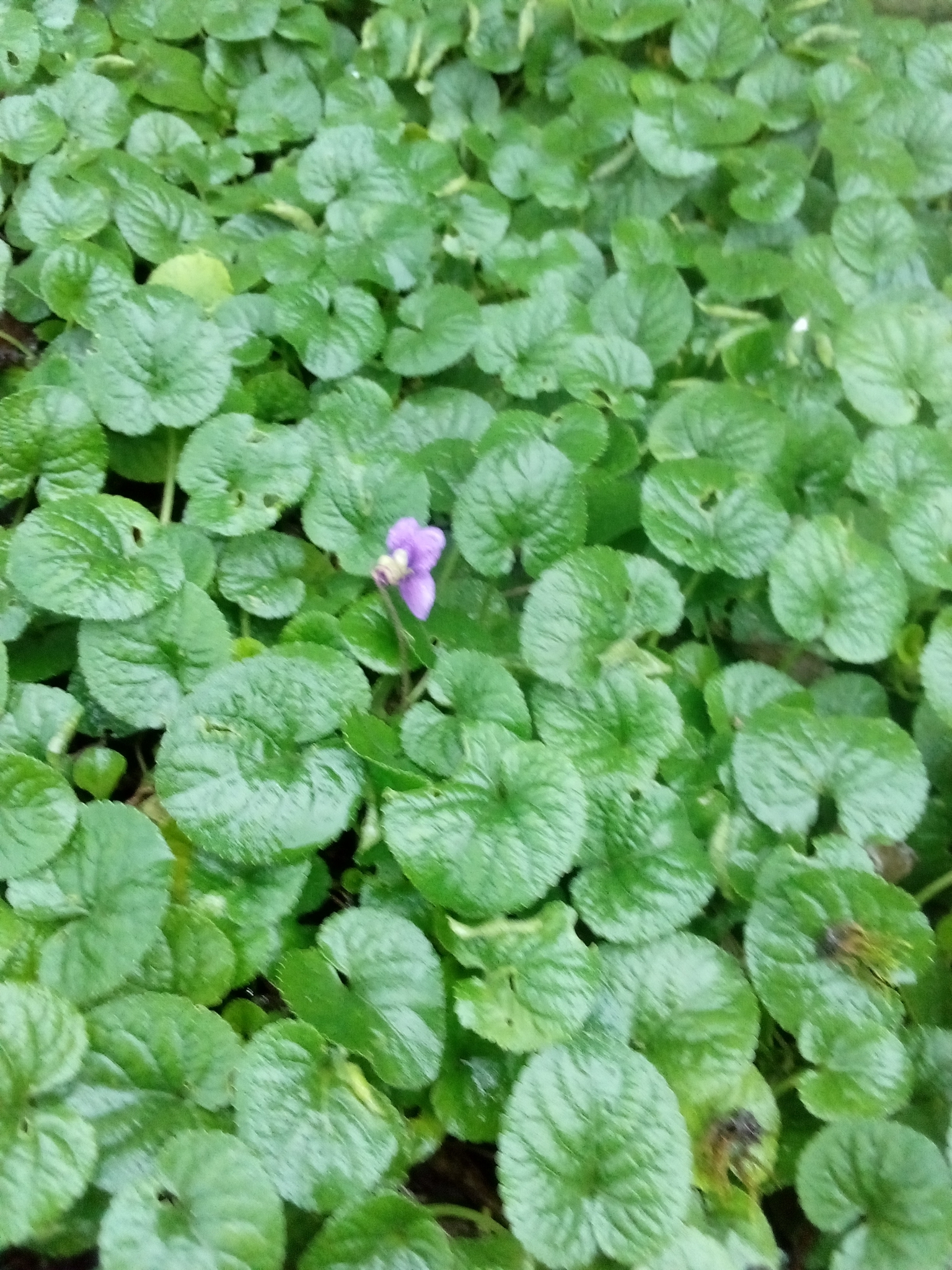 Imagem de Violeta