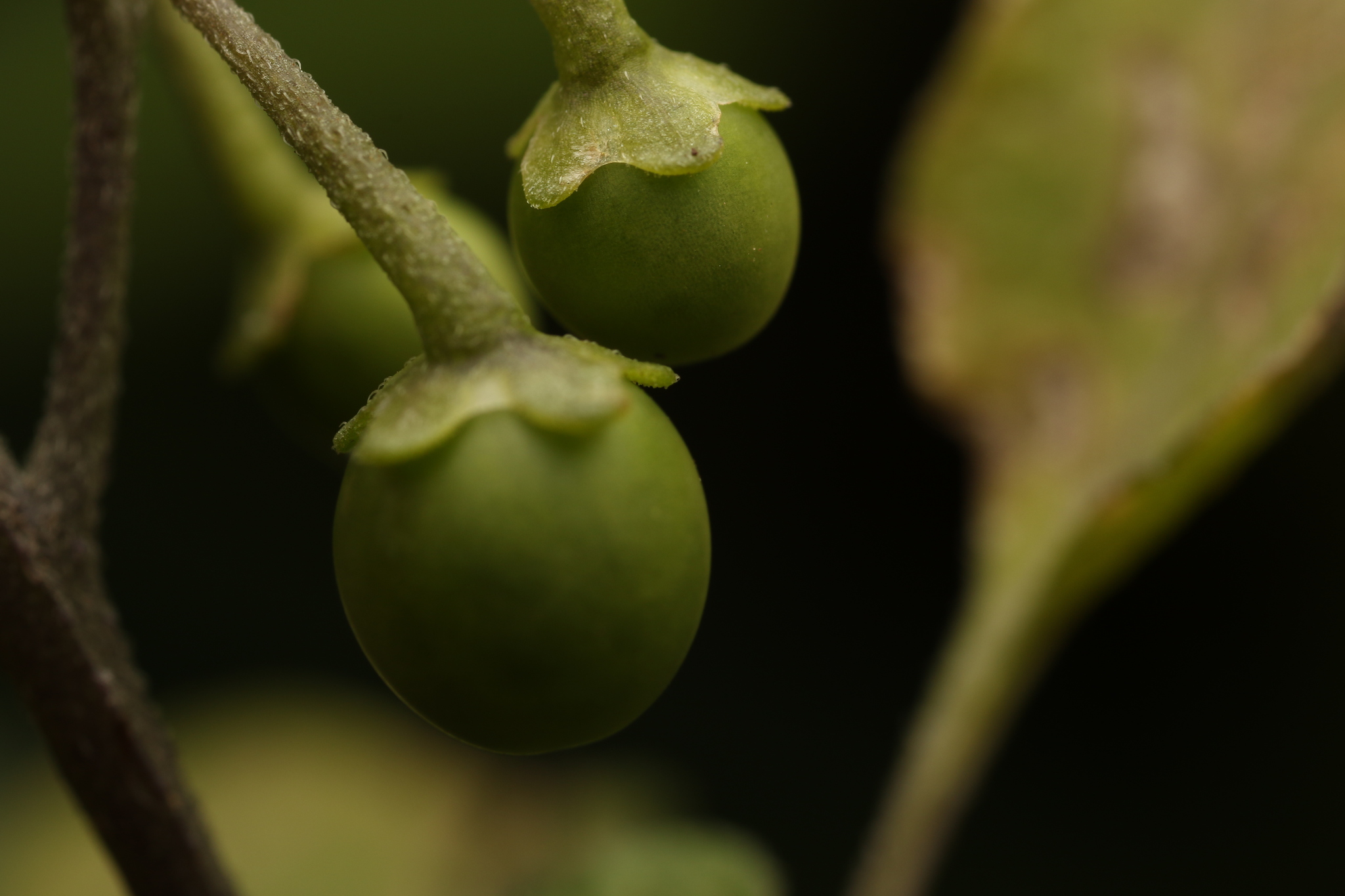 Imagem de Pimenta-de-galinha