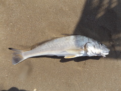 Menticirrhus littoralis