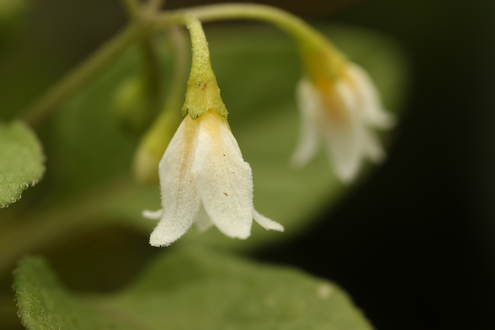 Imagem de Pimenta-de-galinha