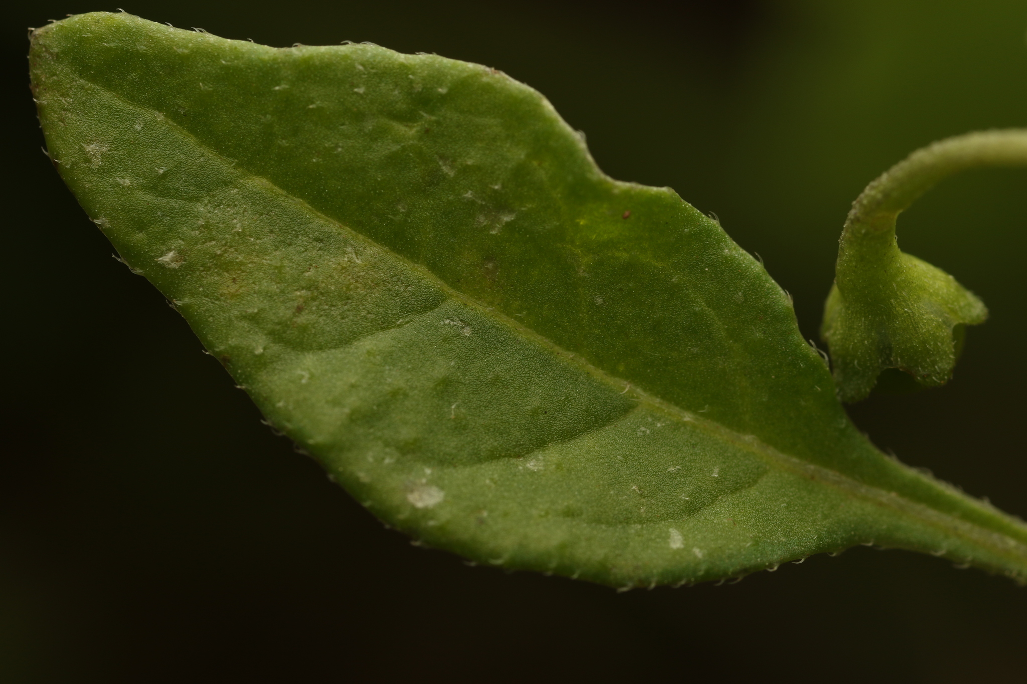 Imagem de Pimenta-de-galinha
