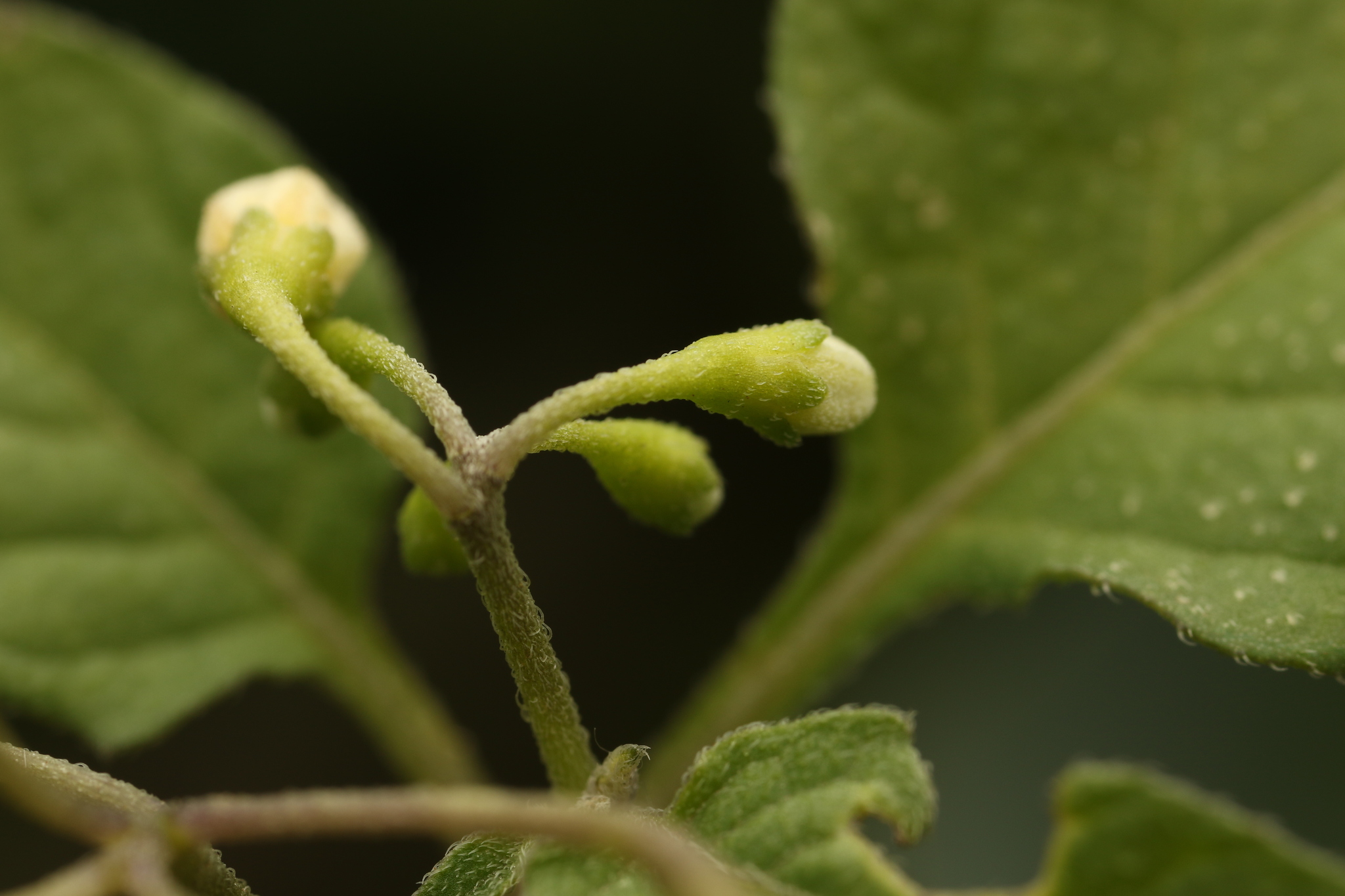 Imagem de Pimenta-de-galinha