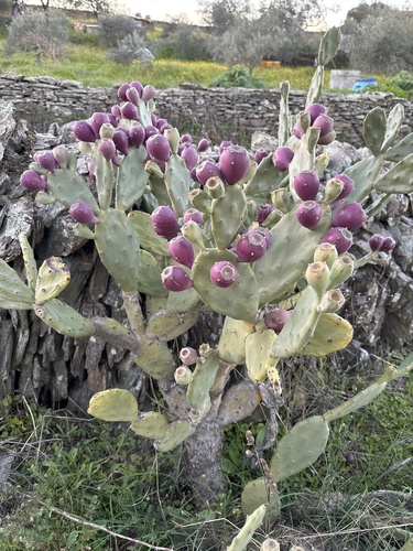 Foto de Palma de espinhos