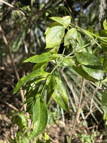 Foto de Sabugueiro