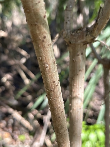 Sabugueiro