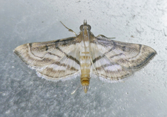 Marasmia trapezalis