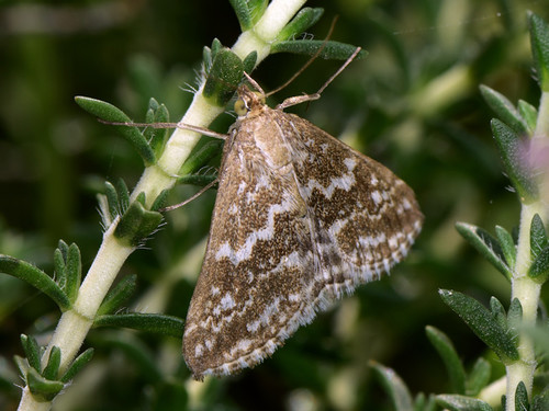 Evergestis frumentalis