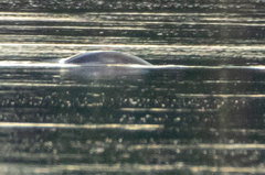 Trichechus inunguis