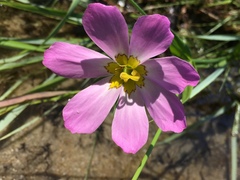 Sabatia kennedyana