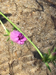Sabatia kennedyana