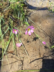 Sabatia kennedyana