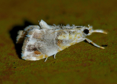 Glaphyria basiflavalis