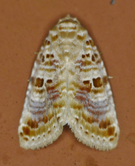 Diastema tigris
