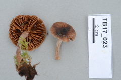 Cortinarius casimirii