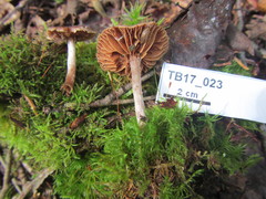 Cortinarius casimirii