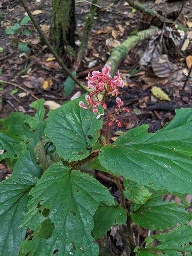 Begonia rhodantha