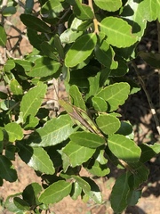 Chortophaga australior