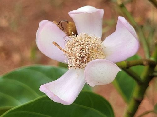 Bixa arborea