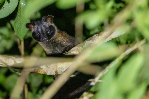 Philippine Palm Civet